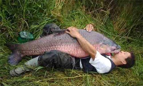 Asian carp danger Asian carp danger